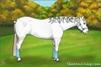 Horse Color:Chestnut Appaloosa 