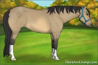 Horse Color:Buckskin Dun 