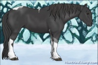 Horse Color:Smoky Black Tobiano 