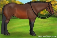 Horse Color:Bay Sabino Frame