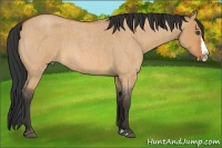 Horse Color:Bay Roan Dun Splash Frame Rabicano