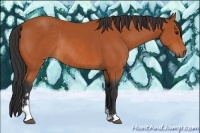 Horse Color:Bay Sabino Rabicano 