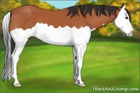 Horse Color:Bay Splash 