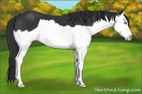 Horse Color:Black Splash 