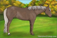 Horse Color:Silver Black Sabino Rabicano 