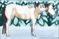 Horse Color:White Spotted Classic Champagne Dun Splash Tobiano 