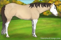 Horse Color:Amber Champagne Dun Splash
