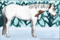 Horse Color:Bay Splash Tobiano Frame