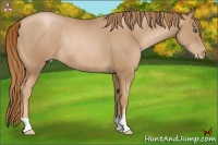 Horse Color:Chestnut Pearl Rabicano