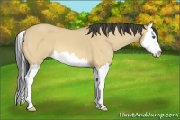 Horse Color:Buckskin Roan Dun Splash