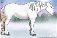 Horse Color:Amber Cream Champagne Splash Varnish