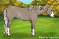 Horse Color:Silver Grullo Splash Rabicano