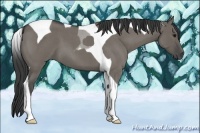 Horse Color:Smoky Grullo Roan Tobiano