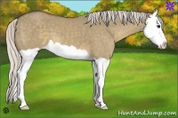 Horse Color:Silver Smoky Grullo Splash