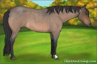 Horse Color:Buckskin Roan 