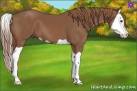 Horse Color:Chestnut Splash