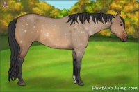 Horse Color:Bay Dun 