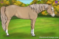 Horse Color:Palomino Roan Splash 