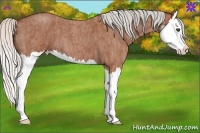 Horse Color:Silver Bay Roan Splash  Brindle