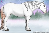 Horse Color:Brown Appaloosa 