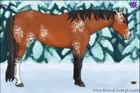 Horse Color:White Spotted Bay