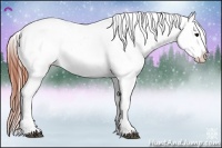 Horse Color:Brown Roan Splash Appaloosa 
