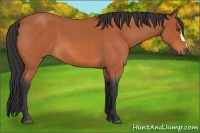 Horse Color:Bay Roan 