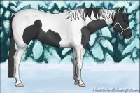 Horse Color:Black Tobiano