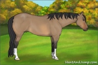 Horse Color:Bay Roan Dun 