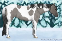 Horse Color:Smoky Grullo Roan Tobiano