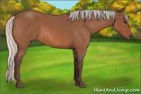 Horse Color:Silver Bay Roan 