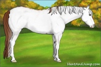 Horse Color:White Spotted Red Roan 