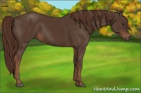 Horse Color:Liver Chestnut 