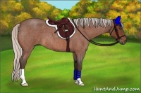 Horse Color:Silver Bay Roan 
