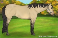 Horse Color:Buckskin Dun