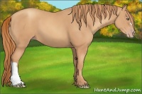 Horse Color:Gold Champagne 