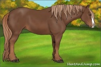 Horse Color:Chestnut Splash 