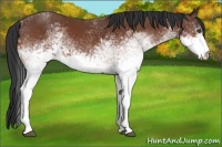 Horse Color:White Spotted Bay 