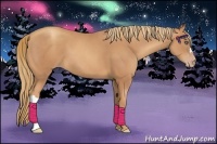 Horse Color:Gold Champagne 