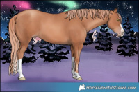 Horse Color:Gold Champagne Splash Tobiano
