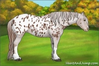 Horse Color:Chestnut Appaloosa