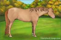 Horse Color:Gold Champagne 