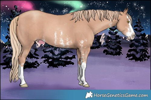 Horse Color:Gold Champagne Sabino Splash 