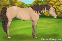Horse Color:Amber Champagne 