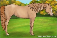 Horse Color:Gold Champagne 