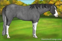 Horse Color:Smoky Blue Roan Splash