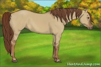 Horse Color:Red Dun 