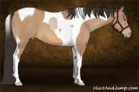 Horse Color:Amber Champagne Tobiano 