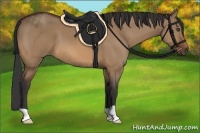 Horse Color:Bay Dun