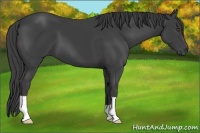 Horse Color:Smoky Black